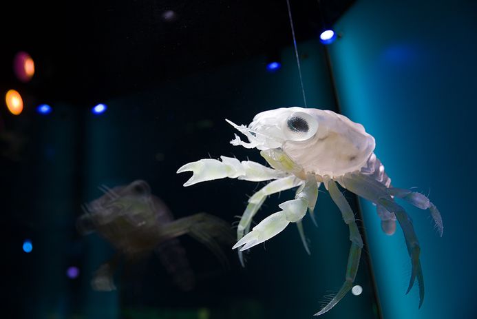 Es wird das Modell einer Strandkrabben-Larve in der Ausstellungsvitrine hängend gezeigt.