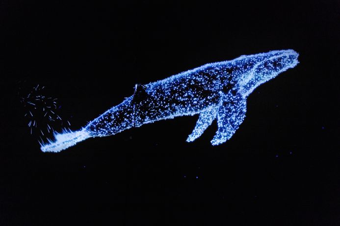 Visualisierung eines Buckelwals