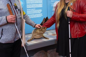 Zwei Personen mit Blindenstock berühren ein Präparat eines Seehundes im Museum. 