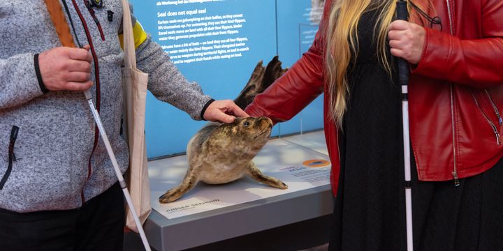 Zwei Personen mit Blindenstock berühren ein Präparat eines Seehundes im Museum. 
