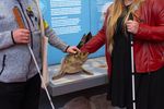 Zwei Personen mit Blindenstock berühren ein Präparat eines Seehundes im Museum. 