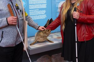 Zwei Personen mit Blindenstock berühren ein Präparat eines Seehundes im Museum. 