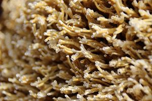 Makroaufnahme des Australischen Kalkröhrenwurms 