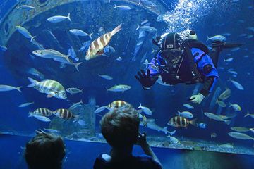 Zwei Kinder beobachten einen Taucher, der ihnen aus einem großen Aquarium heraus zuwinkt. Umgeben von bunten Fischen und einem Wrack im Hintergrund entsteht eine lebendige Unterwasserszene.