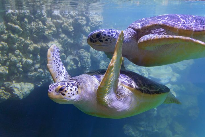 zwei schwimmende Meeresschildkröten