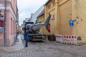 Auf einem Transporter wurde das etwa 9,5 Meter lange Walhai-Modell durch Stralsund manövriert. (Foto: Anke Neumeister/Deutsches Meeresmuseum)