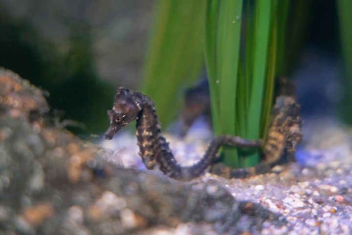 Seahorses in the North Sea Aquarium of the OZEANEUM Stralsund