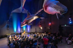 Person steht an Pult vor einem Publikum in einem Raum mit originalgroßen hängenden Wal-Modellen