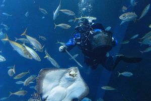 Taucher füttert Rochen im Aquarium