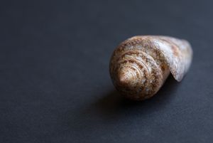 Bild einer Kegelschnecke