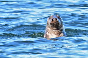 Kegelrobbe schaut aus dem Wasser