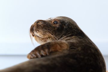 Präparat einer Robbe