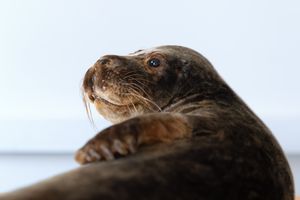 Präparat einer Robbe