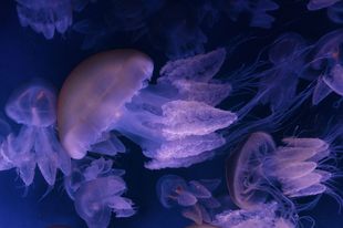 Quallen im Wasser