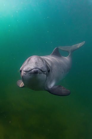harbour porpoise underwater