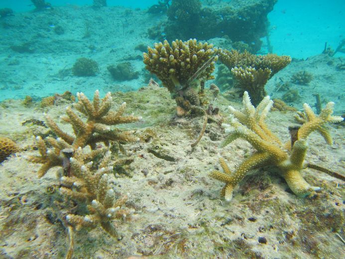 Neu angepflanzte Korallen