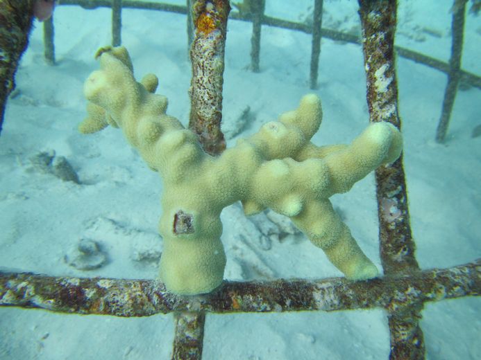 Koralle am Metallgestell
