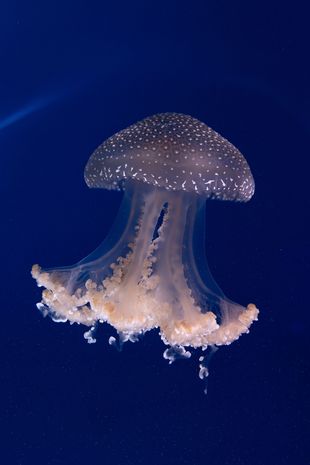 Qualle im Meer