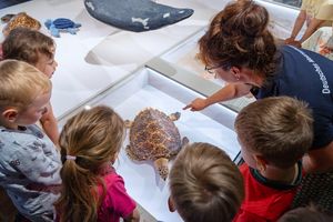 Eine Kindergruppe schaut auf ein Schildkrötenmodell