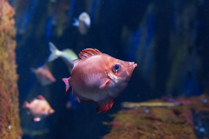 Ein ziegelrot gefärbter Eberfisch schaut dem Betrachter neugierig aus dem Aquarium entgegen