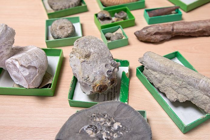 Sammlung von fossilen Schwämmen (Foto: Anke Neumeister/Deutsches Meeresmuseum)