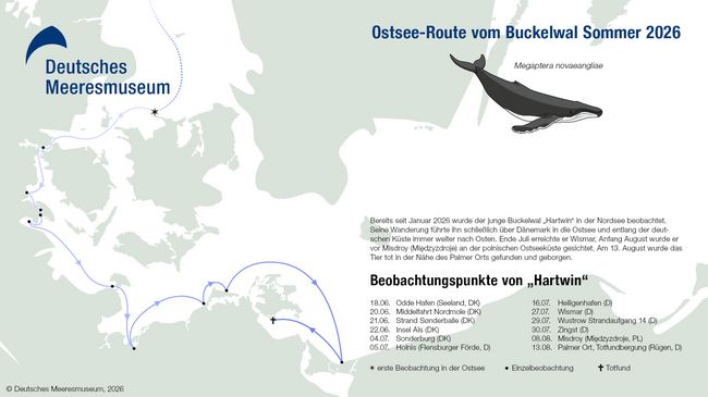 Ostseekarte mit eingezeichneter Route und Daten eines Buckelwals