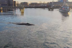 Auftauchender Wal in einem Hafengebiet