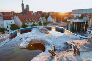 Pinguine auf einem Felsen, im Hintergrund eine Stadt