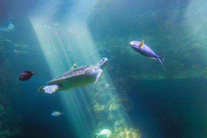 Blick in das Schildkrötenaquarium im MEERESMUSEUM Stralsund