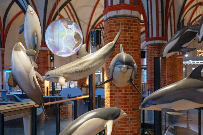 Delfininstallation im MEERESMUSEUM