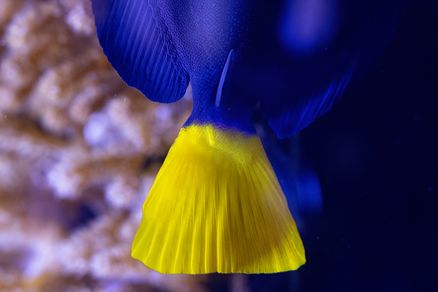 Ein gelber Schwanz eines blauen Rotmeerdoktorfisches. 