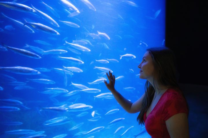 A visitor places her right hand on the glass of an aquarium containing a shoal of herring.