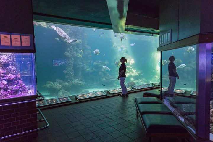 Durch die Panorama-Scheibe betrachtet eine Frau die unterste Ebene des Schildkröten-Aquariums, welche dem Meeresgrund gleicht