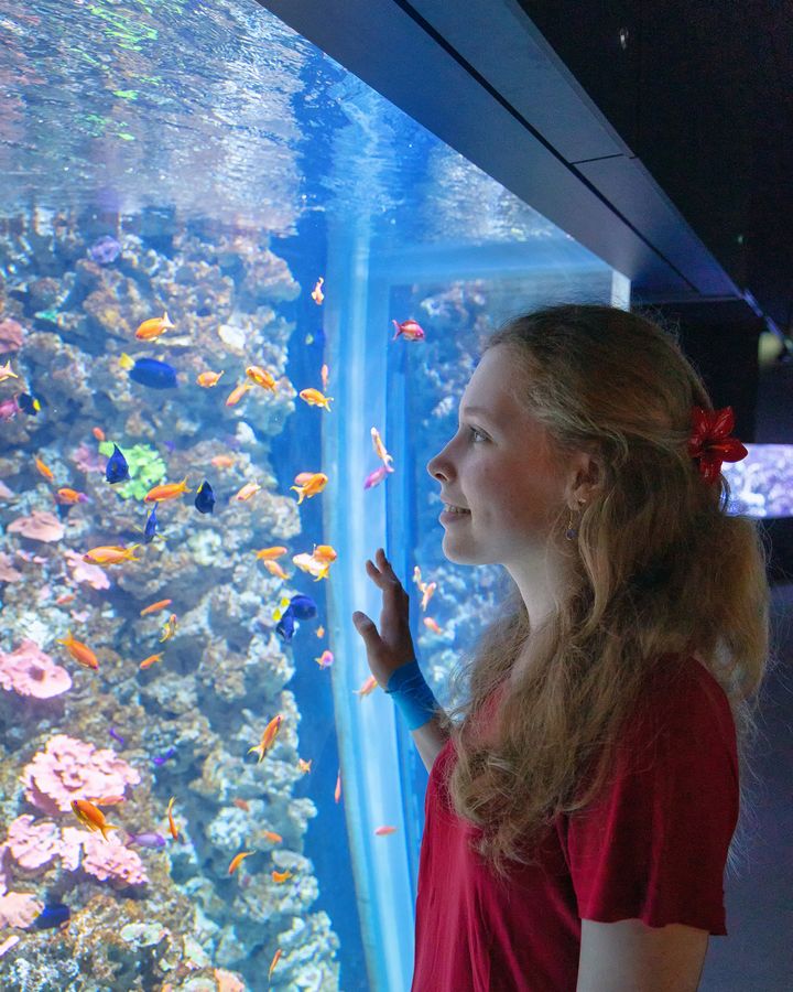 junge Frau steht an der Scheibe des Aquarienbeckens "Rotes Meer" und beobachtet zahlreiche kleine Fische