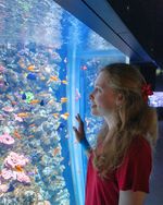 junge Frau steht an der Scheibe des Aquarienbeckens "Rotes Meer" und beobachtet zahlreiche kleine Fische