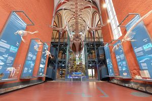 Marine mammal skeletons in the church choir