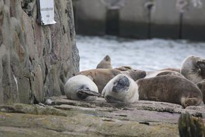 Ein Foto von mehreren Kegelrobben, teils mit weißem Fell, die auf Steinen an der Küste liegen. 