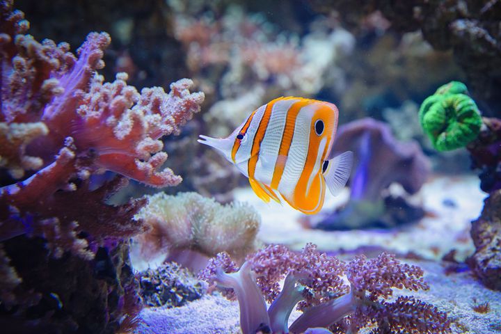 Kupferstreifen-Pinzettfisch zwischen Korallen