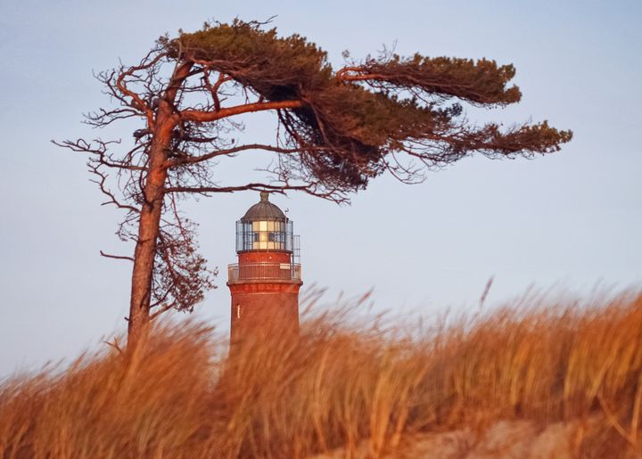 Vom Wind gezeichnete Kiefer vorm Leuchtturm am Darßer Weststrand