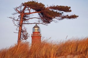 Vom Wind gezeichnete Kiefer vorm Leuchtturm am Darßer Weststrand