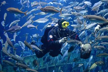 Taucher im Aquarium mit Futtereimer und Zange, um ihn schwimmen viele Fische