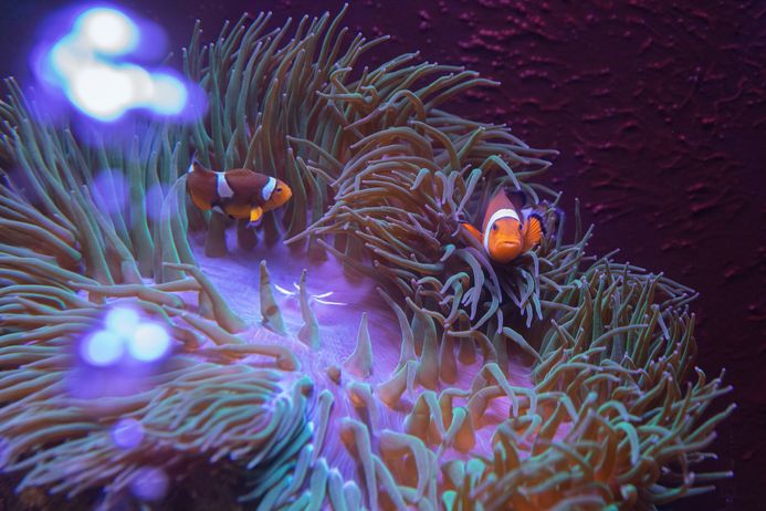 Zwei Anemonenfische in einer Anemone