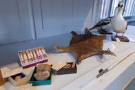 Verschiedene Tierpräparate