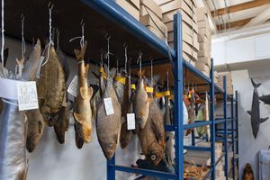 präparierte Fische in einer Trockensammlung