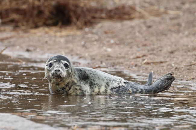 Eine Robbe am Strand