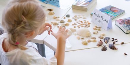 Kind schaut sich auf einem Tisch liegende Muschelschalen an