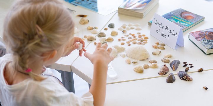 Kind schaut sich auf einem Tisch liegende Muschelschalen an