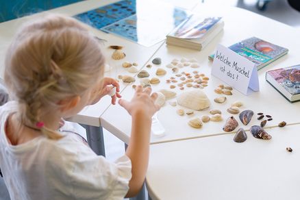 Kind schaut sich auf einem Tisch liegende Muschelschalen an
