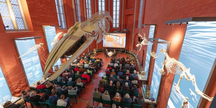 Skelett eines Wales in einem orangefarbenen Kirchenchor