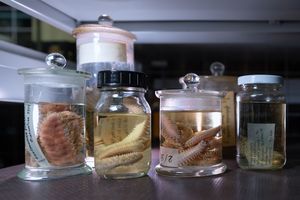 Gläser mit Präparaten einer Nasssammlung